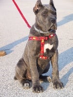 Étalon Cane Corso - Ares del taras tarentum