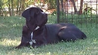 Étalon Cane Corso - Terribilmentemia della nevaia