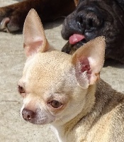 Étalon Chihuahua - Fashion victim Des muses du haut forez