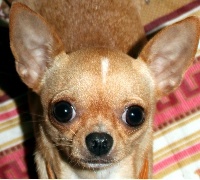 Étalon Chihuahua - Dou dou magnitka star