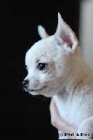 Étalon Chihuahua - Small And Snob Junior