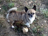 Étalon Chihuahua - Hugs Des patibullies