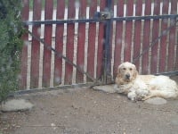 Étalon Golden Retriever - Golden grove Of clan buchanan