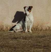 Étalon Jack Russell Terrier - Gribouille du trefle a quatre coeurs