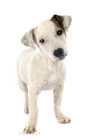 Étalon Jack Russell Terrier - Just'in jack Du Domaine D'Utah