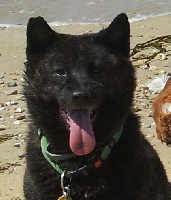 Étalon Kai - CH. D'jinseïkôro des trésors de l'eden (Sans Affixe)