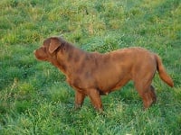 Étalon Labrador Retriever - Cassis du puits de chanteins