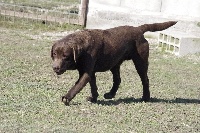 Étalon Labrador Retriever - Danube du puits de chanteins