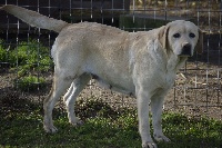 Étalon Labrador Retriever - Daisy du domaine des Malivier