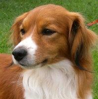 Étalon Petit chien hollandais de chasse au gibier d'eau - Haka des maoris cairnbraid