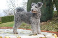 Étalon Pumi - CH. pilisi kocos Fecni