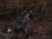 Étalon Setter Anglais - TR. Joyce Des Campanes De La Vézère