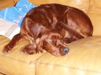 Étalon Setter irlandais rouge - Hendjie De La Combe Des Anges