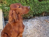 Étalon Setter irlandais rouge - Harry du Bois d'Acacias