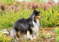 Étalon Shetland Sheepdog - karmidale La belle etoile