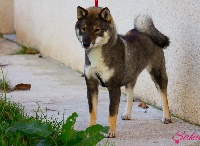 Étalon Shikoku - Dhaka-michi v.d egmato