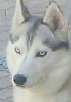 Étalon Siberian Husky - Spirit Of The Wind's Grey mouse