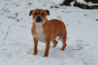 Étalon Staffordshire Bull Terrier - Iana pretty girl of The English Passion