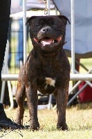 Étalon Staffordshire Bull Terrier - CH. Speedmaster Staffords Golden-boy