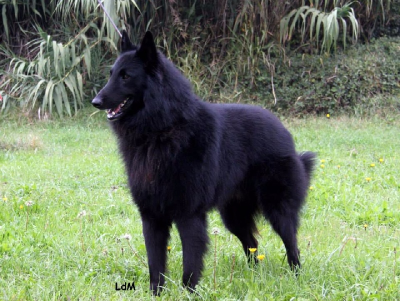 Publication : des Loups De Mousette Auteur : Max