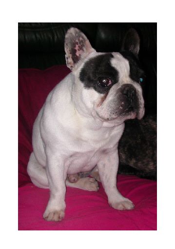 Edy des colosses d'eden de Caillivole