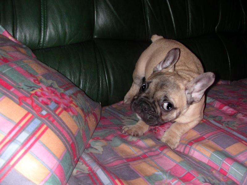 Green de l'eternel mitness'