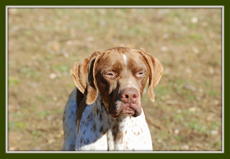 Haery de Cante Pardigaou