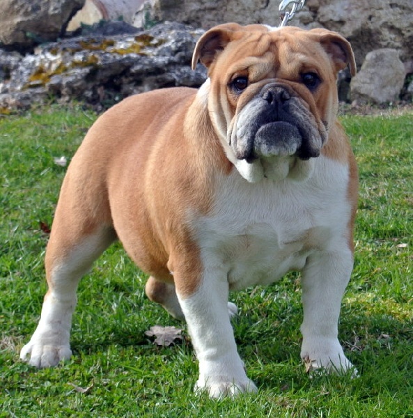 Publication : Du Clos De Compostelle