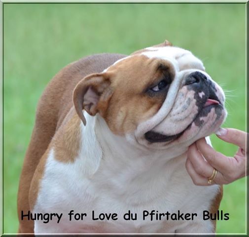 Hungry for love du Pfirtaker Bulls