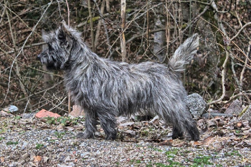 Publication : de la Manade d'Ecosse Auteur : Toustou Marion