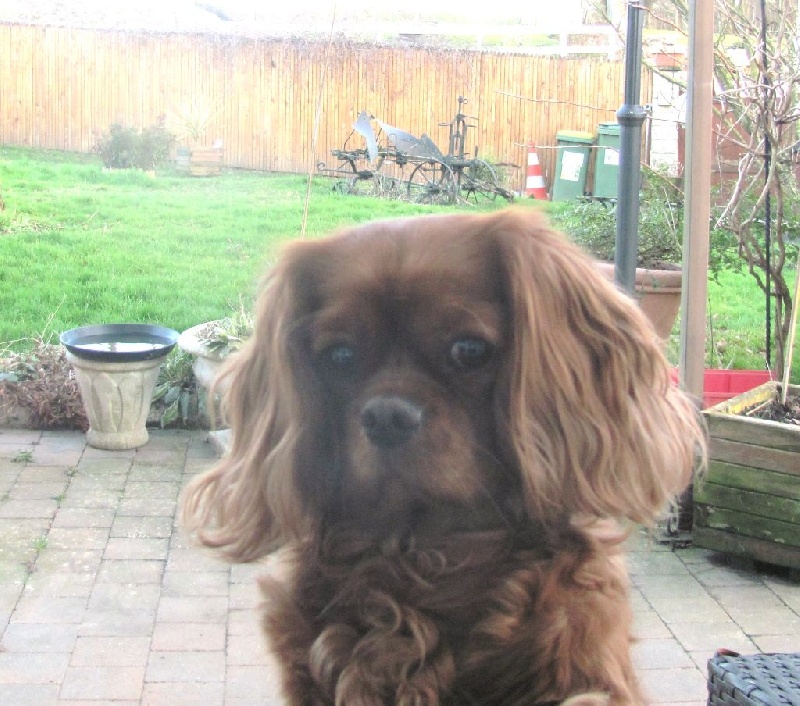 Publication : of the little house in the prairie Auteur : MME GUILLOTIN