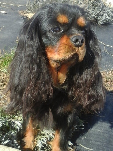 Publication : Du Souvenir Des Dicks