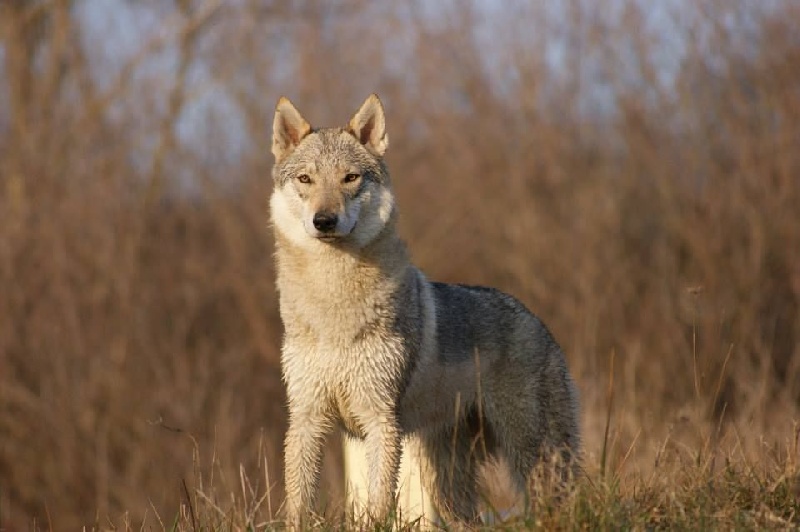 Publication : De La Terre D'argent Auteur : Ludivine Lux