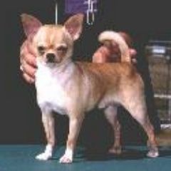 CH. marlisa 's Dancin lil sampson