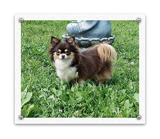 Schroeder's Triple dipper