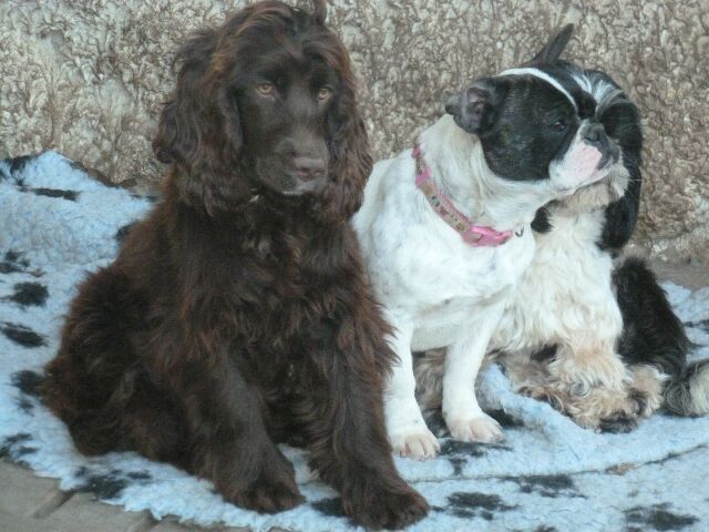 Publication : des brumes d'aurore Auteur : Laurence HUIBAN