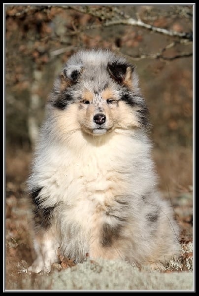 Publication : des Celtes d'Ysambrume Auteur : Fleur Agoutin