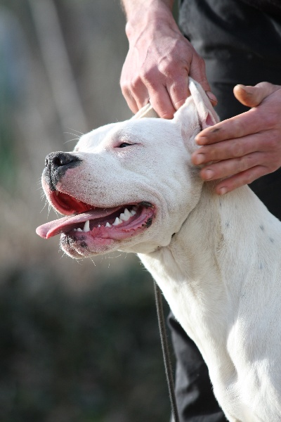 Publication : Inka Chaku Auteur : LA CASA DEL DIABLO