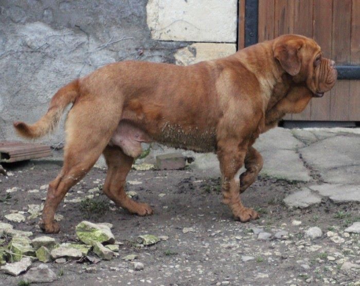 Publication : (Sans Affixe) Auteur : Melle Pollosse Nadège