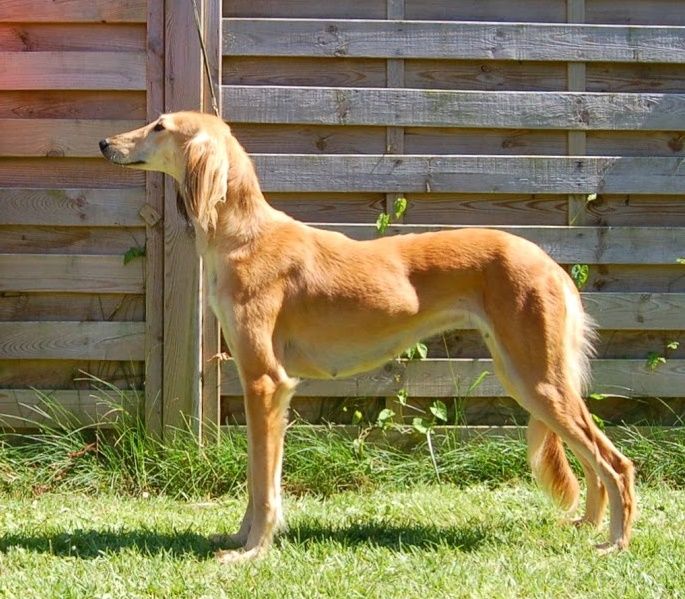 Publication : D'an Nor Vras Auteur : A.M.