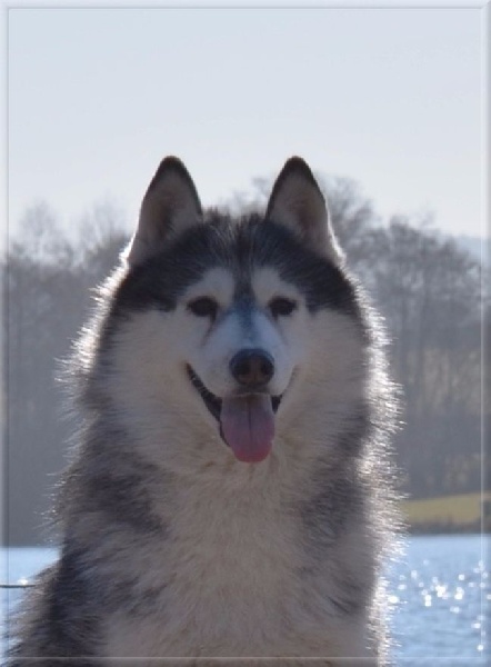 Publication : of Arctic Wolf Dream Auteur : Benats Christine 