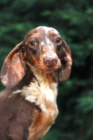 Publication : de la Garenne en Hurepoix Auteur : V. DUCHATELET