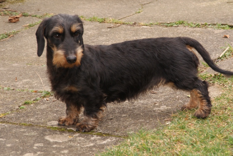 Jackie brown des plaines de Valinor