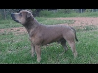 Étalon American Staffordshire Terrier - of Molosseweb Lady blue