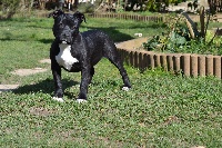 Étalon American Staffordshire Terrier - J'psy Gribounes