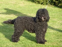 Étalon Barbet - CH. Flora purim carnaval da capo