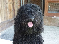 Étalon Barbet - CH. Kaya vom Zulimo