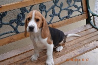 Étalon Beagle - Ideal de l'echo du marensin