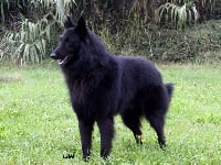 Étalon Berger Belge - CH. Figaro' des Loups De Mousette