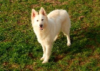 Étalon Berger Blanc Suisse - Irwen des Gardiens du Pacte